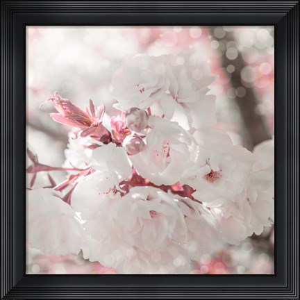 Framed Pinky Blossom 3 Print