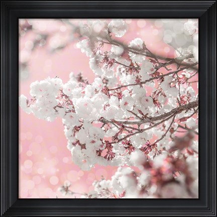Framed Pinky Blossom 5 Print