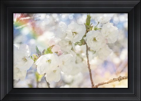 Framed White Spring Blossoms 01 Print