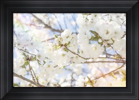 Framed White Spring Blossoms 02 Print