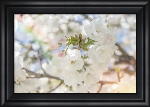 Framed White Spring Blossoms 03 Print