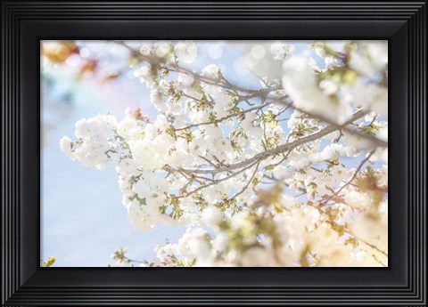 Framed White Spring Blossoms 04 Print