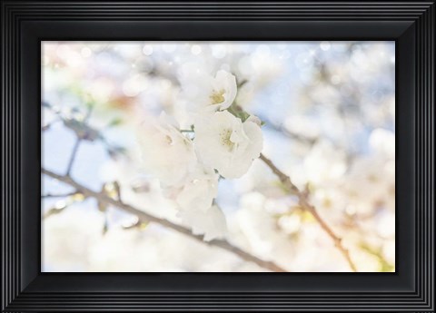 Framed White Spring Blossoms 05 Print
