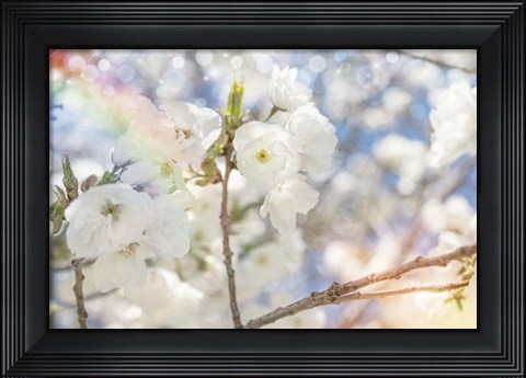 Framed White Spring Blossoms 07 Print