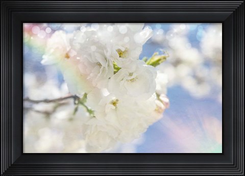 Framed White Spring Blossoms 08 Print