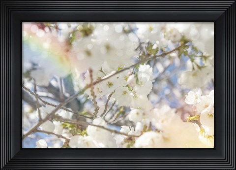Framed White Spring Blossoms 09 Print