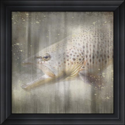 Framed Antique Wildlife Brown Trout Print