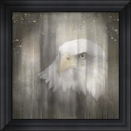 Framed Antique Wildlife Eagle Print