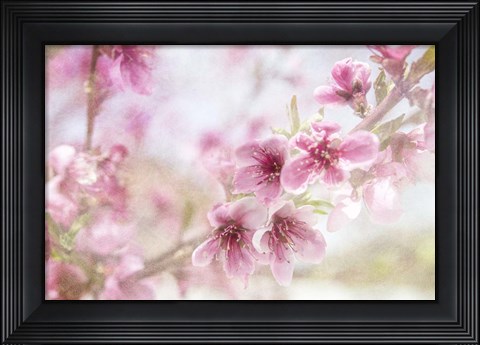 Framed Cherry Pops 01 Print