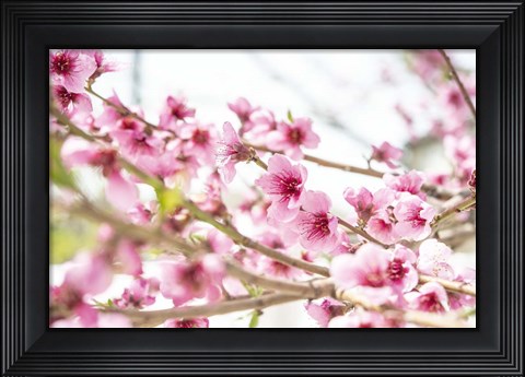 Framed Naturally Cherry 02 Print