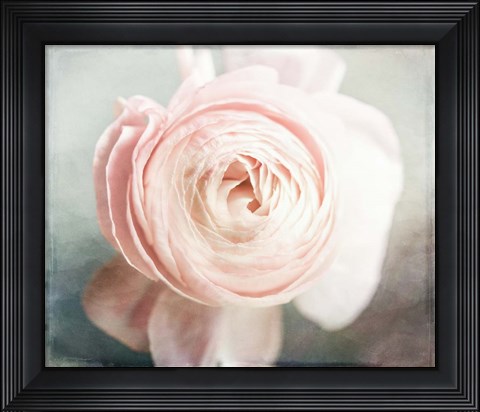 Framed Peony 02 Print