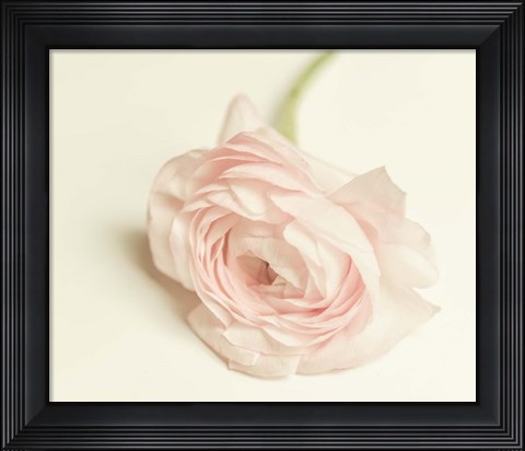 Framed Peony A1 Print