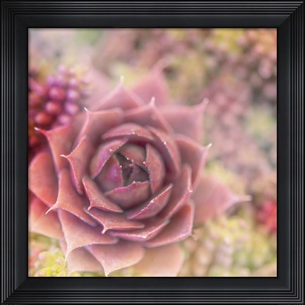 Framed Succulents 02 Print