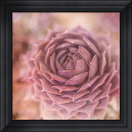 Framed Succulents 03 Print