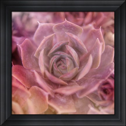 Framed Succulents 04 Print