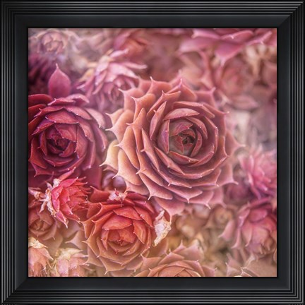 Framed Succulents 06 Print