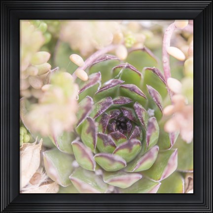 Framed Succulents 08 Print