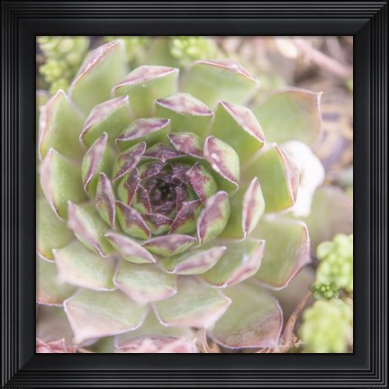 Framed Succulents 09 Print