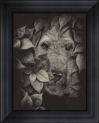 Framed Airedale Print