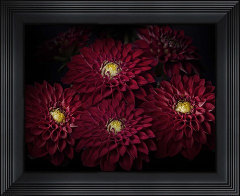 Framed Dahlia Print