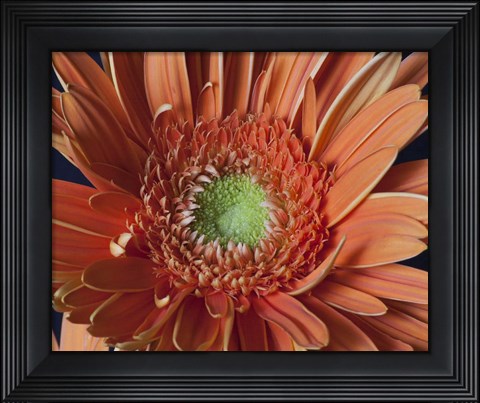 Framed Gerber Daisy Close-Up Print