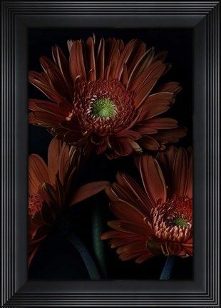 Framed Gerber Daisy Print