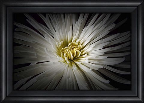 Framed Mum Burst Print