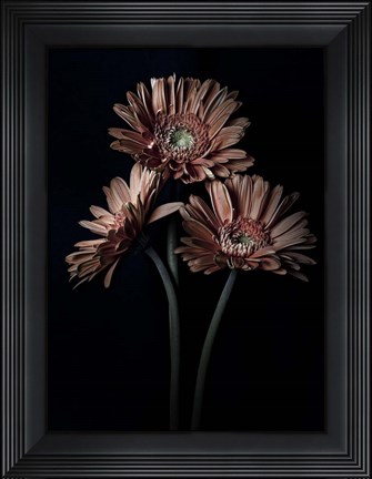 Framed Orange Gerber Daisy Print