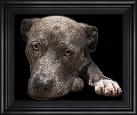 Framed Pit Bull Terrier Print
