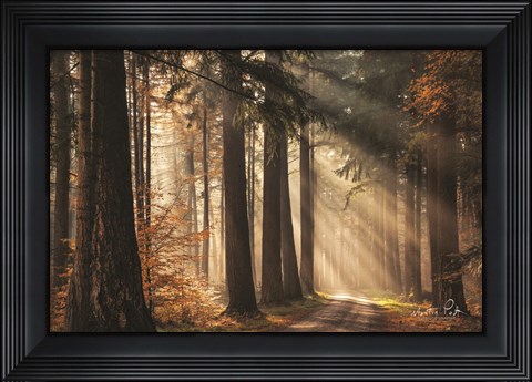 Framed Fresh Autumn Light Print