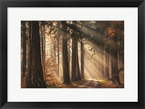 Framed Fresh Autumn Light Print