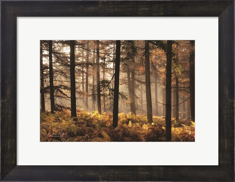 Framed Fern Forest Print