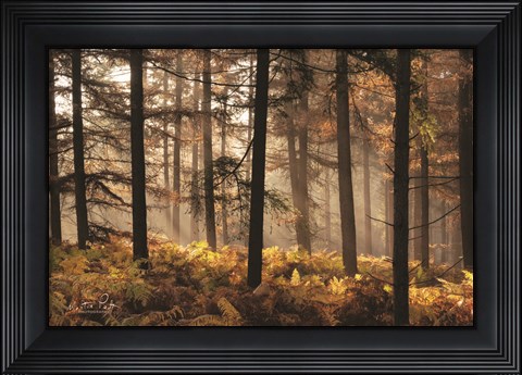 Framed Fern Forest Print