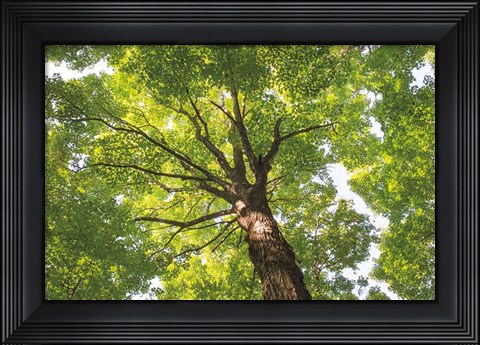 Framed Hardwood Forest Canopy V Print