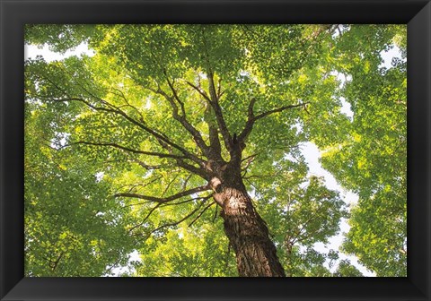 Framed Hardwood Forest Canopy V Print