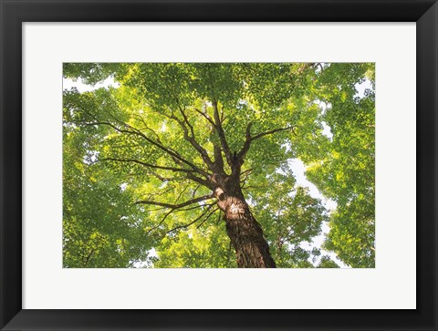 Framed Hardwood Forest Canopy V Print