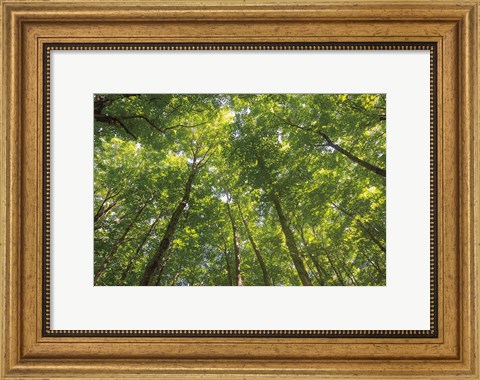 Framed Hardwood Forest Canopy IV Print
