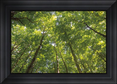 Framed Hardwood Forest Canopy IV Print