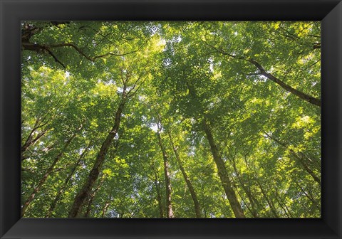 Framed Hardwood Forest Canopy IV Print