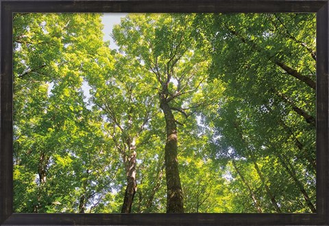 Framed Hardwood Forest Canopy III Print