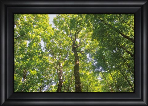 Framed Hardwood Forest Canopy III Print