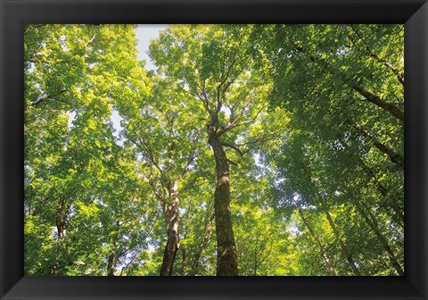 Framed Hardwood Forest Canopy III Print