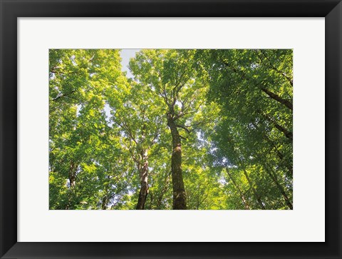 Framed Hardwood Forest Canopy III Print