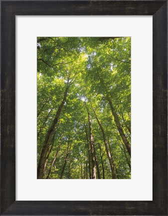 Framed Hardwood Forest Canopy II Print