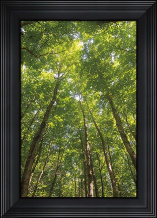 Framed Hardwood Forest Canopy II Print