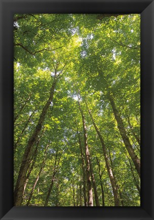 Framed Hardwood Forest Canopy II Print