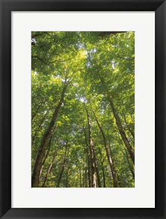 Framed Hardwood Forest Canopy II Print