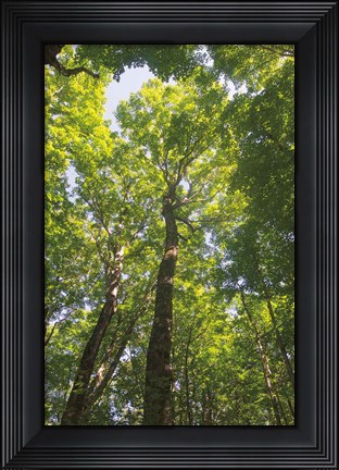 Framed Hardwood Forest Canopy I Print
