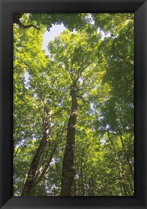 Framed Hardwood Forest Canopy I Print