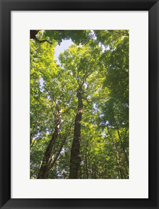 Framed Hardwood Forest Canopy I Print